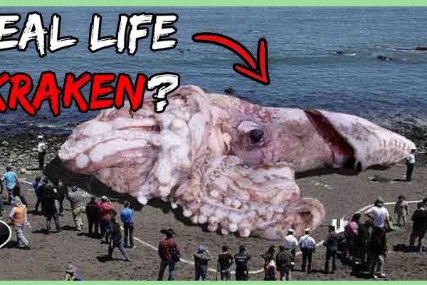 Kraken даркнет рынок